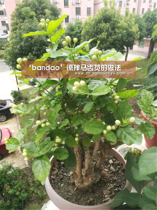‘bandao’凉拌马齿苋的做法(图1) ‘bandao’凉拌马齿苋的做法(图1)